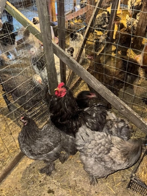 vand familie brahma HD si albastru  - imagine 3