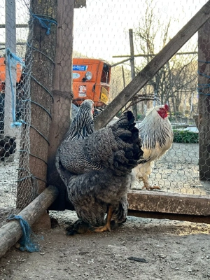 vand famile brahma potarnichiu si herminat inchis  - imagine 5