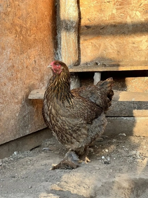 vand famile brahma potarnichiu si herminat inchis  - imagine 2