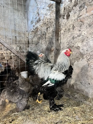 vand famile brahma potarnichiu si herminat inchis  - imagine 3