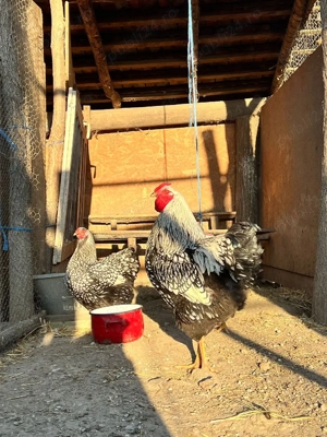 familie wyandotte argintiu 