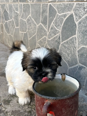 Vând puiuți shitzu  - imagine 5