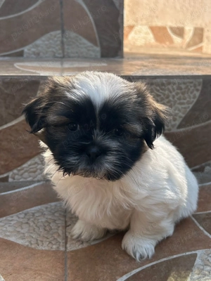 Vând puiuți shitzu  - imagine 3