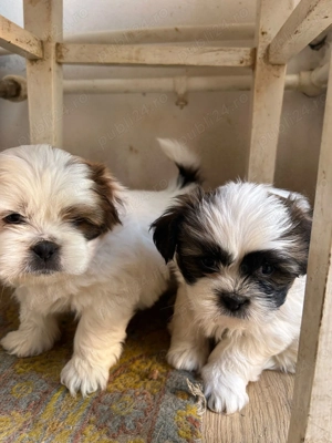 Vând puiuți shitzu  - imagine 2