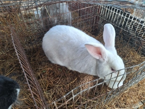 Irpuri de vinzare  - imagine 2