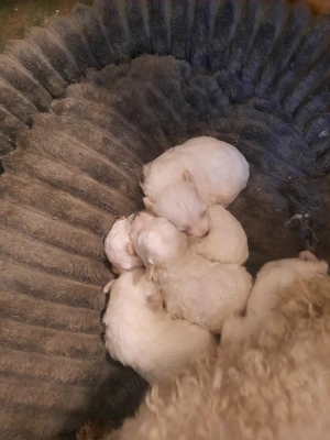 De vînzare - imagine 5