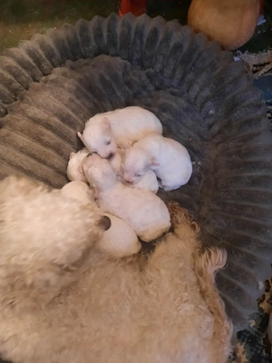 De vînzare - imagine 4