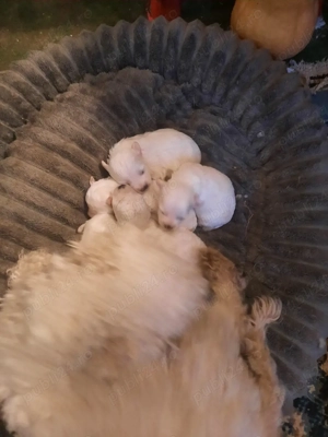 De vînzare - imagine 2