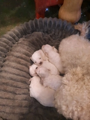 De vînzare - imagine 3