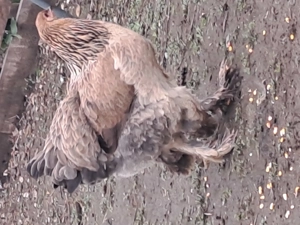 Ouă  gaini Brahma  - imagine 3