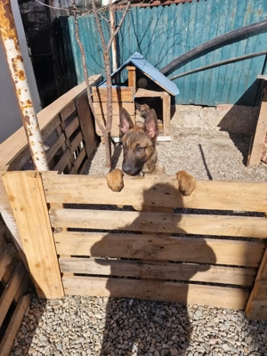 Ciobanesc belgian malinois 