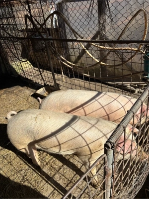 Vand porci - imagine 2