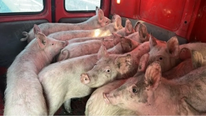 vand suldei 30 35 kg 11 buc 9 baieți si 2 fete 