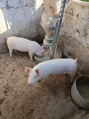 Vând purcei - imagine 2