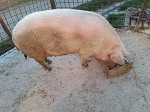 Vand porci grasi - imagine 2