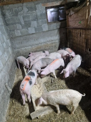 purcei 12 saptamani - imagine 2