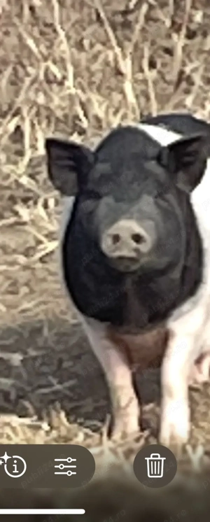 Porc vietnamez scrofița - imagine 2