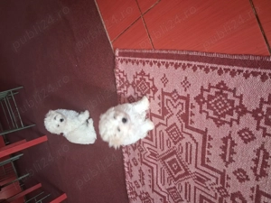 Cautam căsuța noua !!! - imagine 2