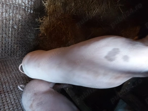 Porci de vanzare - imagine 3