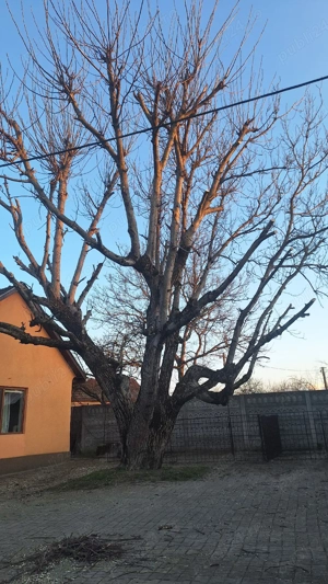 Lucrări toaletare tăiere Copaci 