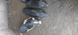 Vând porci vietnamezi crescut cu fiertura  - imagine 3