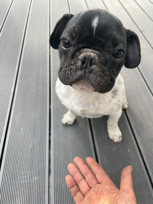 Bulldog francez - imagine 2