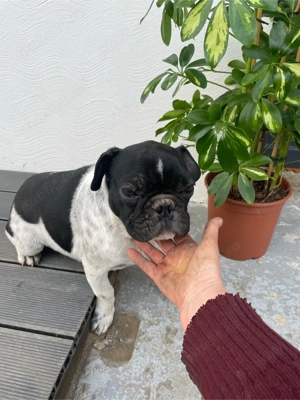 Bulldog francez - imagine 3