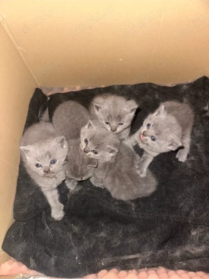 BSH pentru rezervare ! Va astept in privat ! Timiș - imagine 4