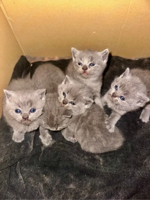 BSH pentru rezervare ! Va astept in privat ! Timiș - imagine 3