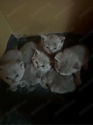 BSH pentru rezervare ! Va astept in privat ! Timiș - imagine 2