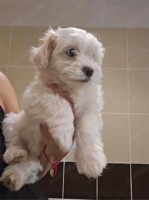 bichoni maltezi - imagine 2