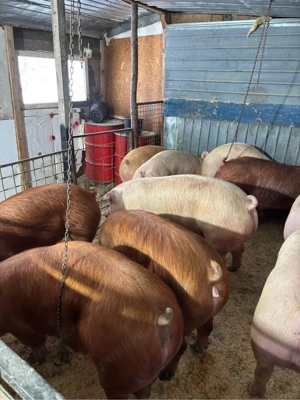 porci de vanzare   - imagine 3