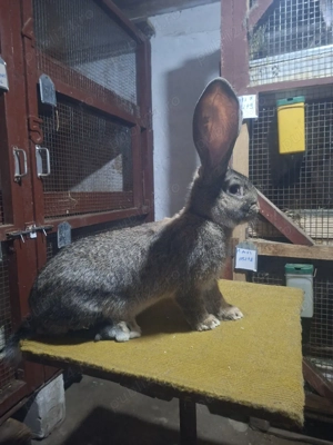 o femela si 2masculi urias german 