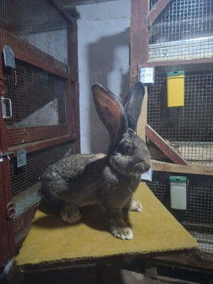 o femela si 2masculi urias german  - imagine 3