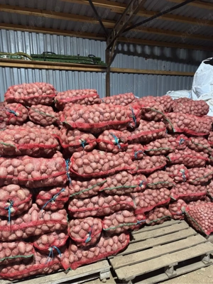 Vand cartofi consum rosu si samanta cartofi albi