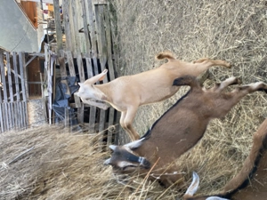 Iezi anglo nubian metis cu alpin francez - imagine 5