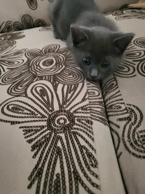 pisica gri  5 saptamani - imagine 4