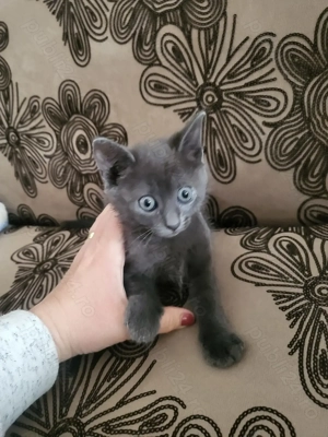 pisica gri  5 saptamani - imagine 3