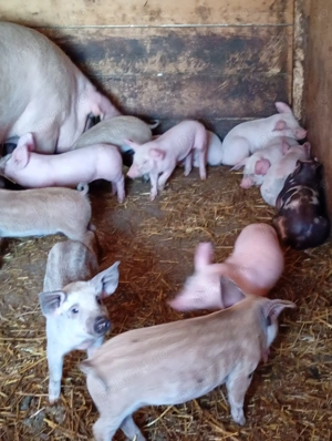 Purcei de vanzare  - imagine 2