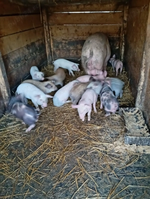 Purcei de vanzare  - imagine 3