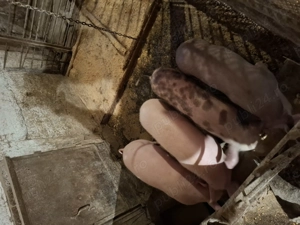 Grăsuni de vânzare.