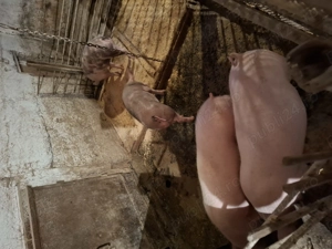 Grăsuni de vânzare. - imagine 3