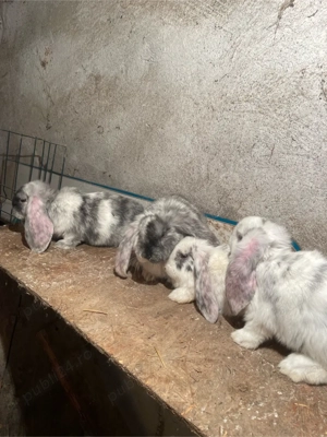 Vand Berbec German  - imagine 5