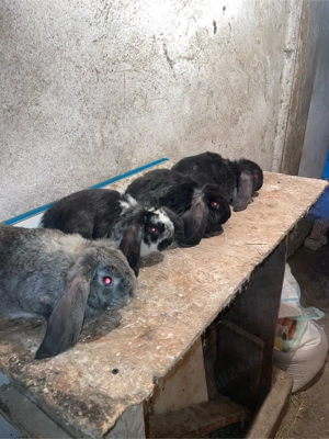 Vand Berbec German  - imagine 4