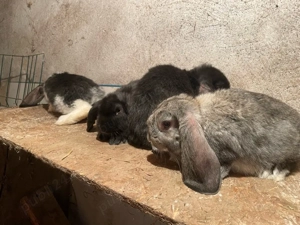 Vand Berbec German  - imagine 2