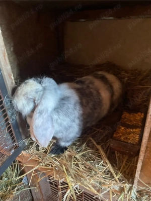 Vand Berbec German  - imagine 3