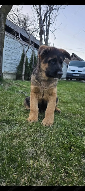 Pui ciobanesc german - imagine 3