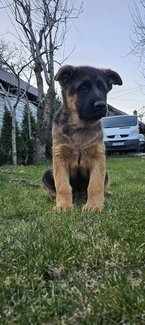 Pui ciobanesc german - imagine 2