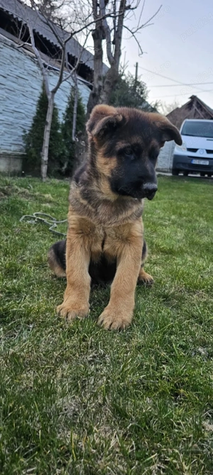 Pui ciobanesc german - imagine 4