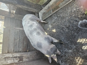 Vând porci - imagine 4